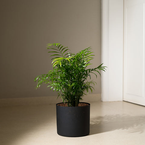 Chamaedorea Palm with Zen Planter