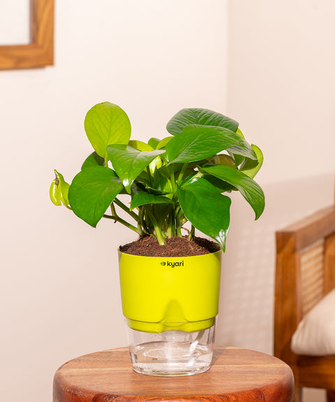 Golden Money Plant With Self Watering Pot