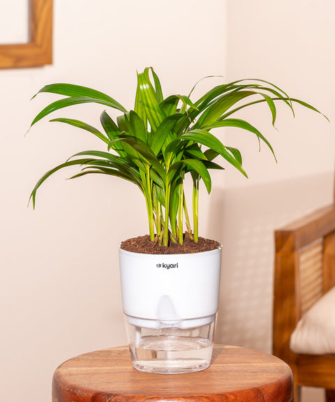 Areca Palm Plant With Self Watering Pot