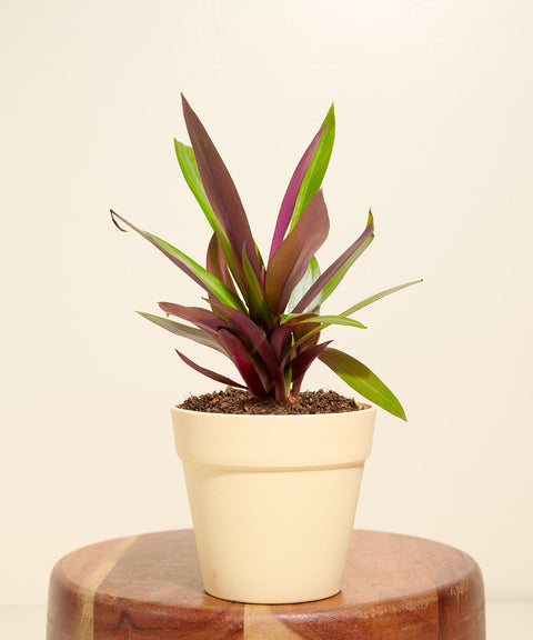 Oyster Plant With Reya Pot