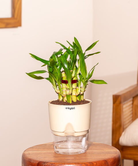 bamboo plant in pot indoor Lucky Bamboo Plant With Self Watering Pot