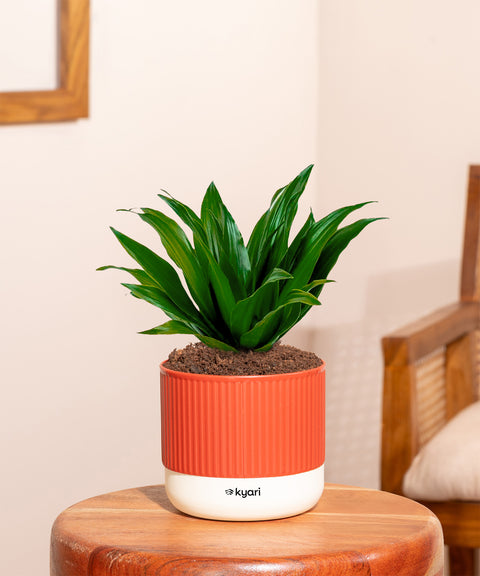 Dracaena Compacta Plant With Mylo Planter