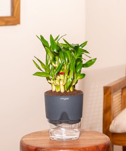 Lucky Bamboo Plant With Self Watering Pot