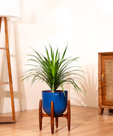Dracaena Draco with Extra Large Metal Self Watering Pot