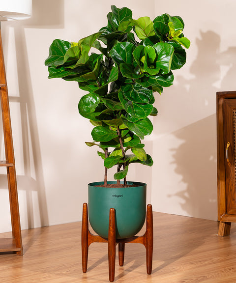 Ficus Lyrata with Extra Large Self Watering Pot