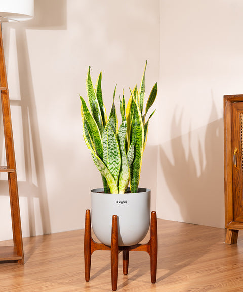 Golden Hahnii Snake Plant With Self Watering Pot