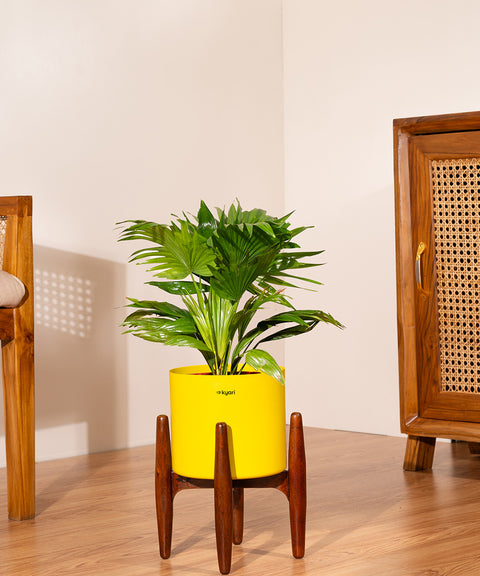 Bird of Paradise with Metal Self Watering Pot