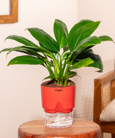 Peace Lily Plant With Self Watering Pot