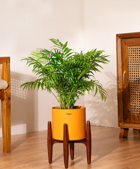 Bamboo Palm Plant with Large Metal Self Watering Pot