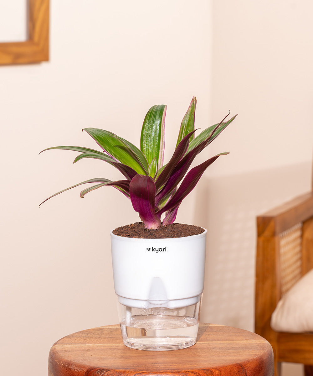 Rhoeo Tricolor Plant - BYOB