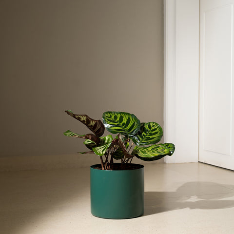 Calathea Peacock with Zen Planter