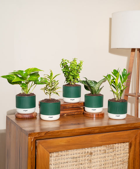 Set of 5 Mylo -Song of India, Money Variegated, Zamia Green, Green Snake, Lucky Jade