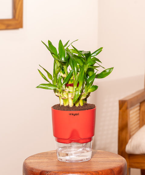 Lucky Bamboo Plant With Self Watering Pot