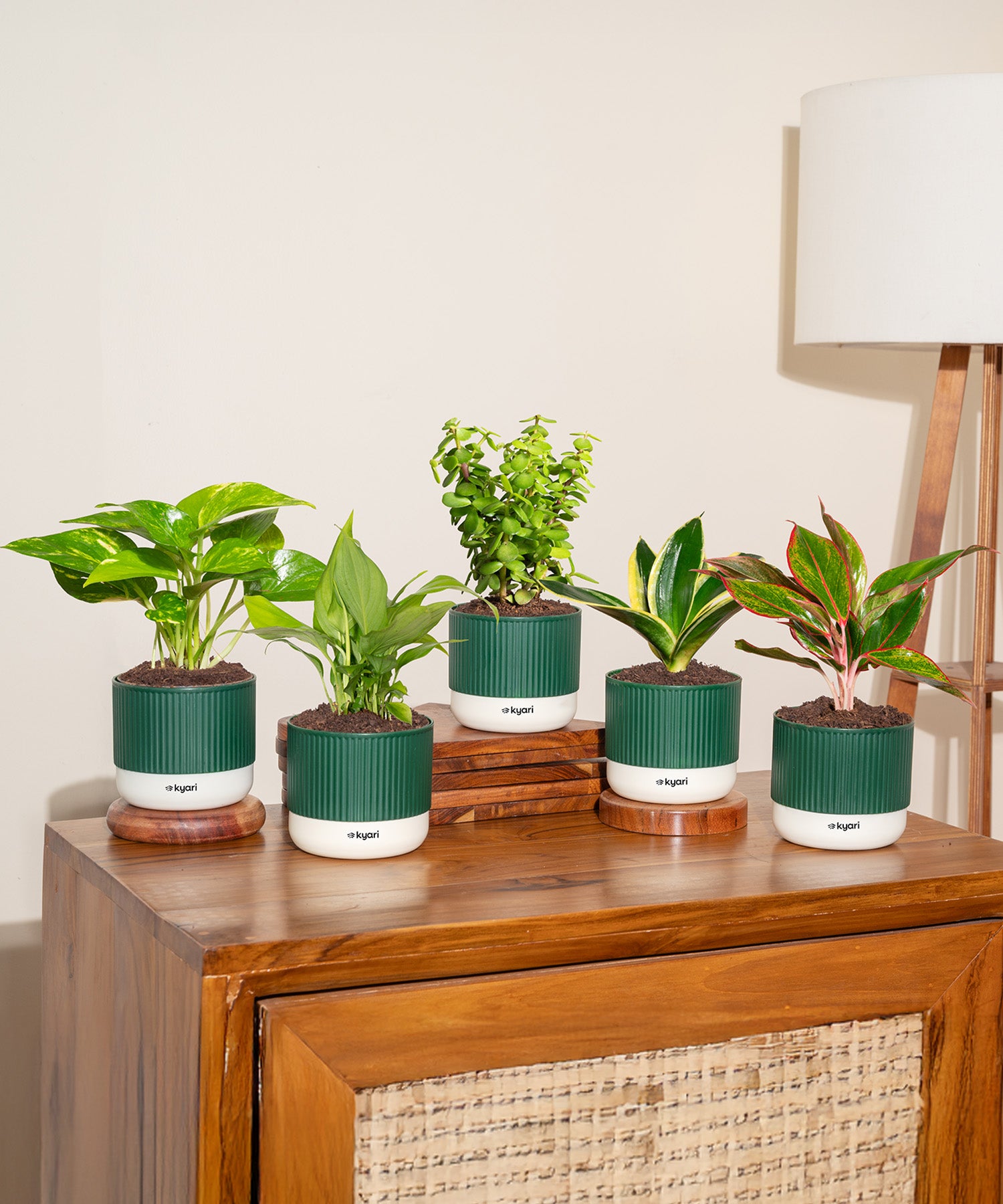 Set of 5 Mylo -Lucky Jade, Money Variegated, Peace Lily, Golden Hahnii Snake, Aglaonema Lipstick