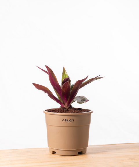 Rhoeo Tricolor Plant  With Grow Pot - BYOB