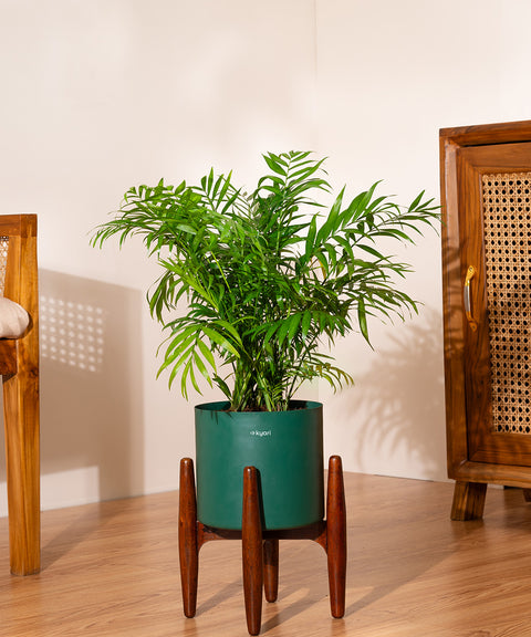 Bamboo Palm Plant with Large Metal Self Watering Pot