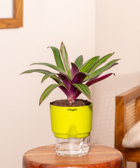 Rhoeo Tricolor Plant With Self Watering Pot