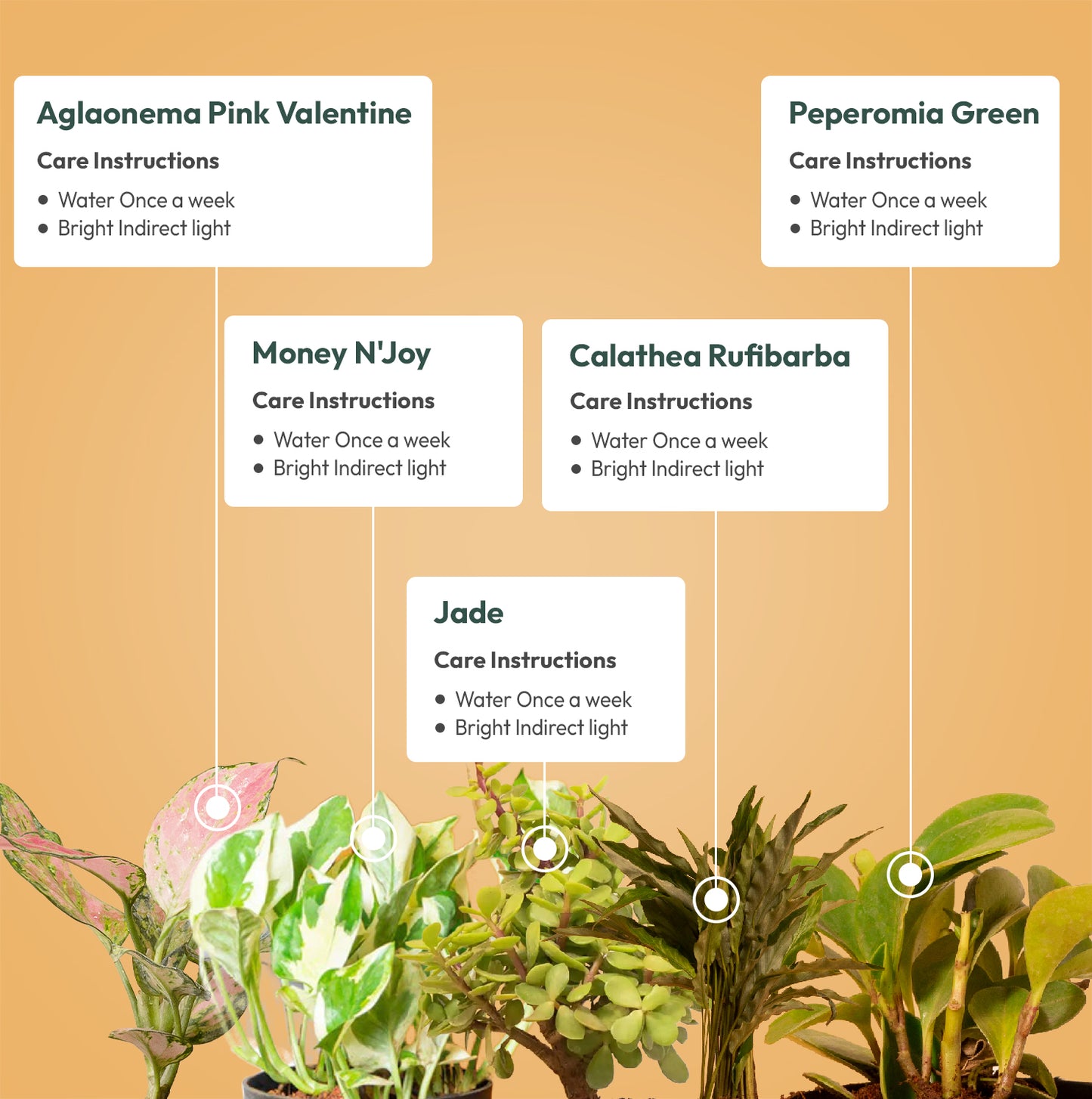 Set of 5 - Aglaonema Pink Valentine & Lucky Jade & Money N'Joy & Peperomia Green & Calathea Rufibarba Plant