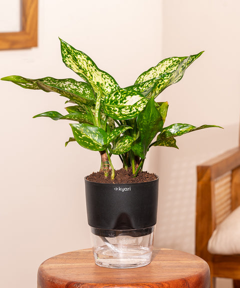 Aglaonema Snow White Plant With Self Watering Pot