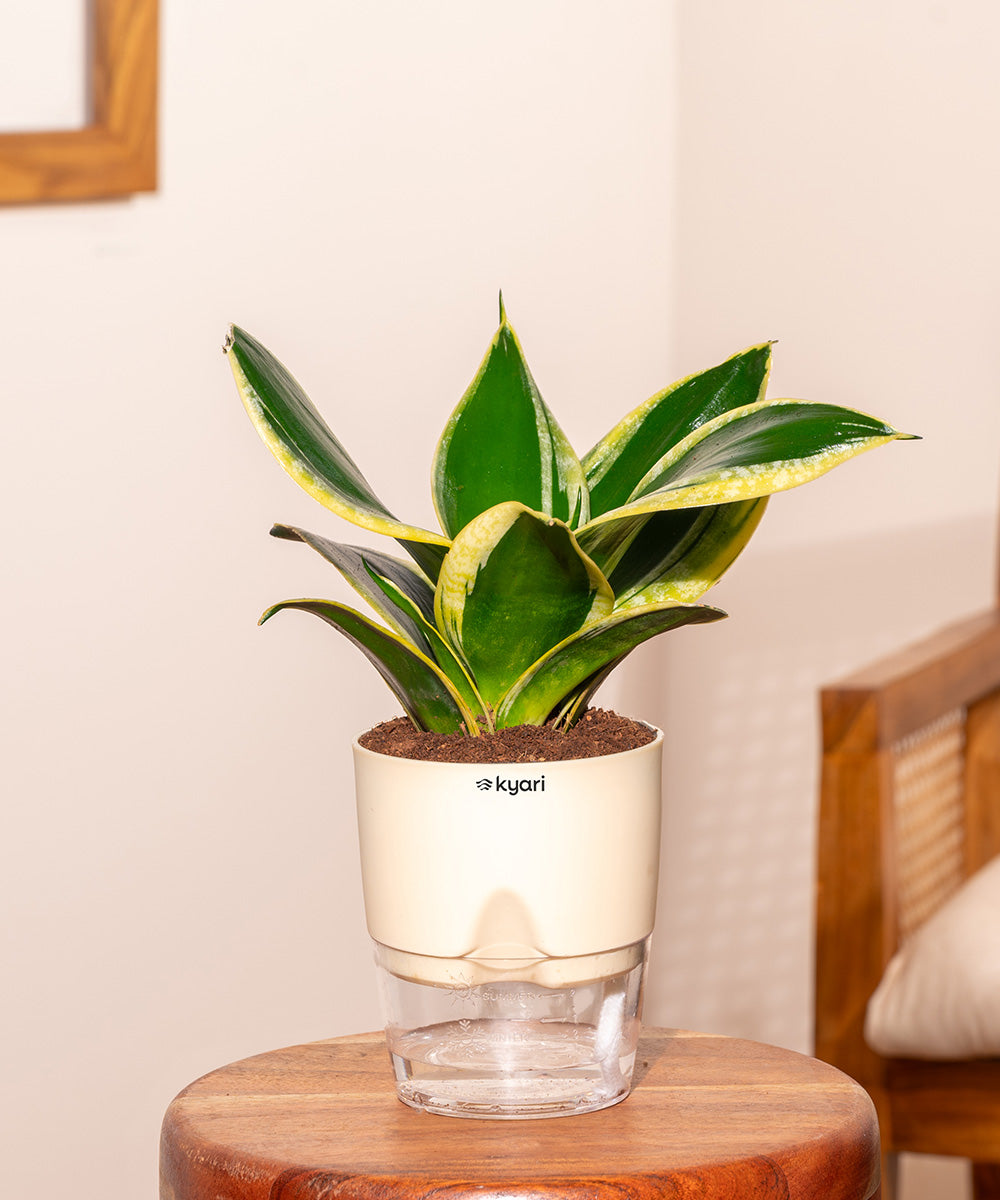 self watering snake plant Golden Hahnii Snake Plant With Self Watering Pot