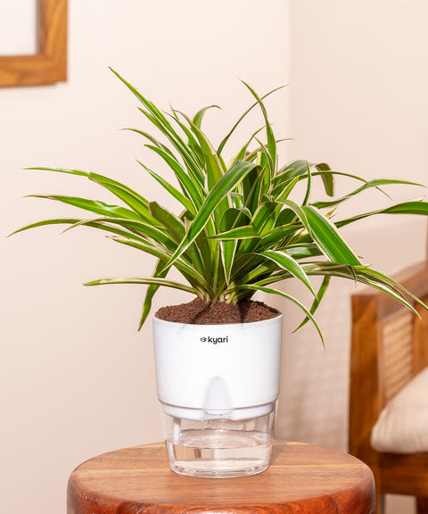 Spider Plant With Self Watering Pot