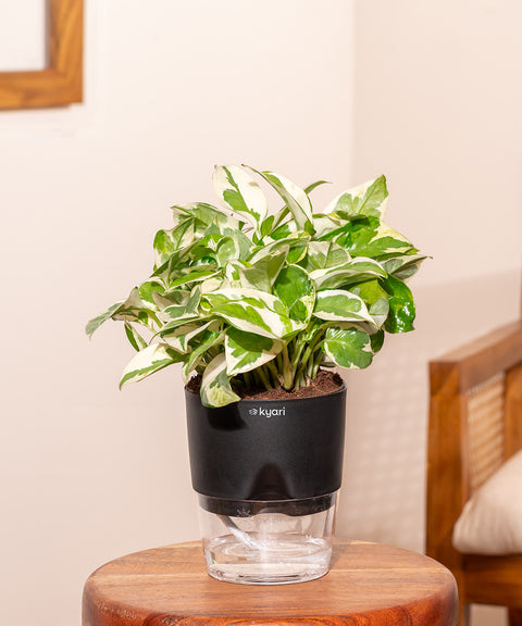 Money N'Joy Plant With Self Watering Pot