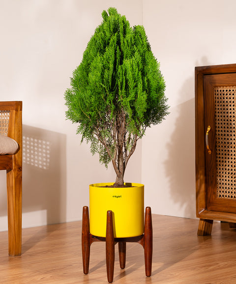 Thuja Plant with Large Self Watering Pot