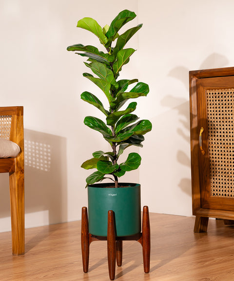 Fiddle Fig - With Large Self Watering Pot