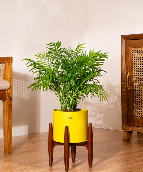 Bamboo Palm Plant with Large Metal Self Watering Pot
