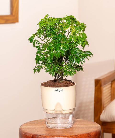 Aralia Green Plant With Self Watering Pot