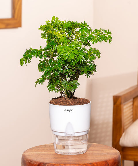 Aralia Green Plant With Self Watering Pot