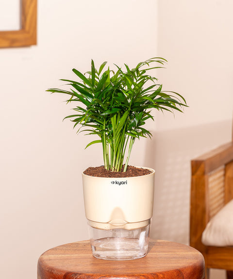 Areca Palm Plant With Self Watering Pot