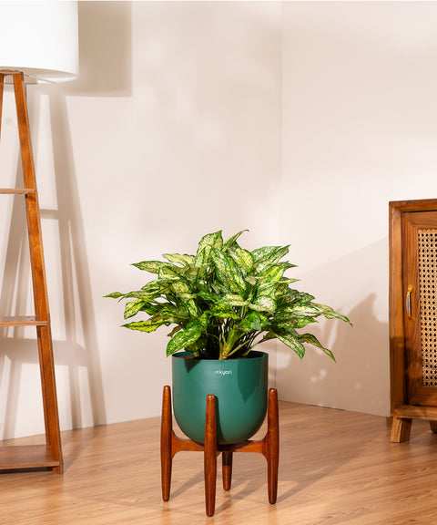 Aglaonema Snow White Plant With Self Watering Pot