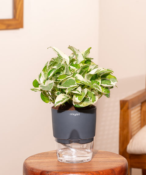 Money N'Joy Plant With Self Watering Pot