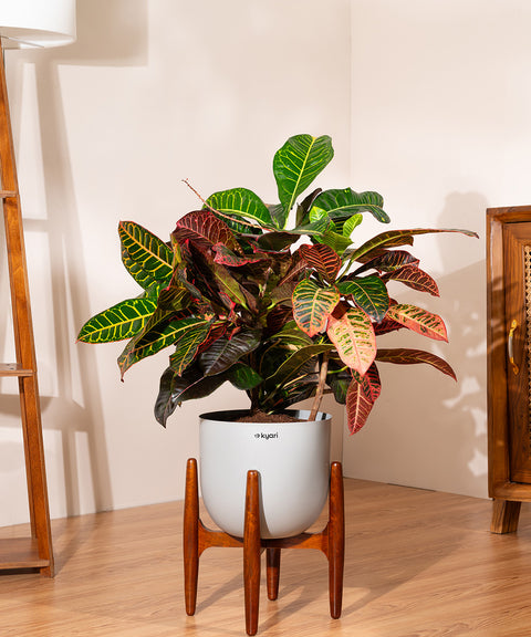 Croton Petra with Extra Large Self Watering Pot