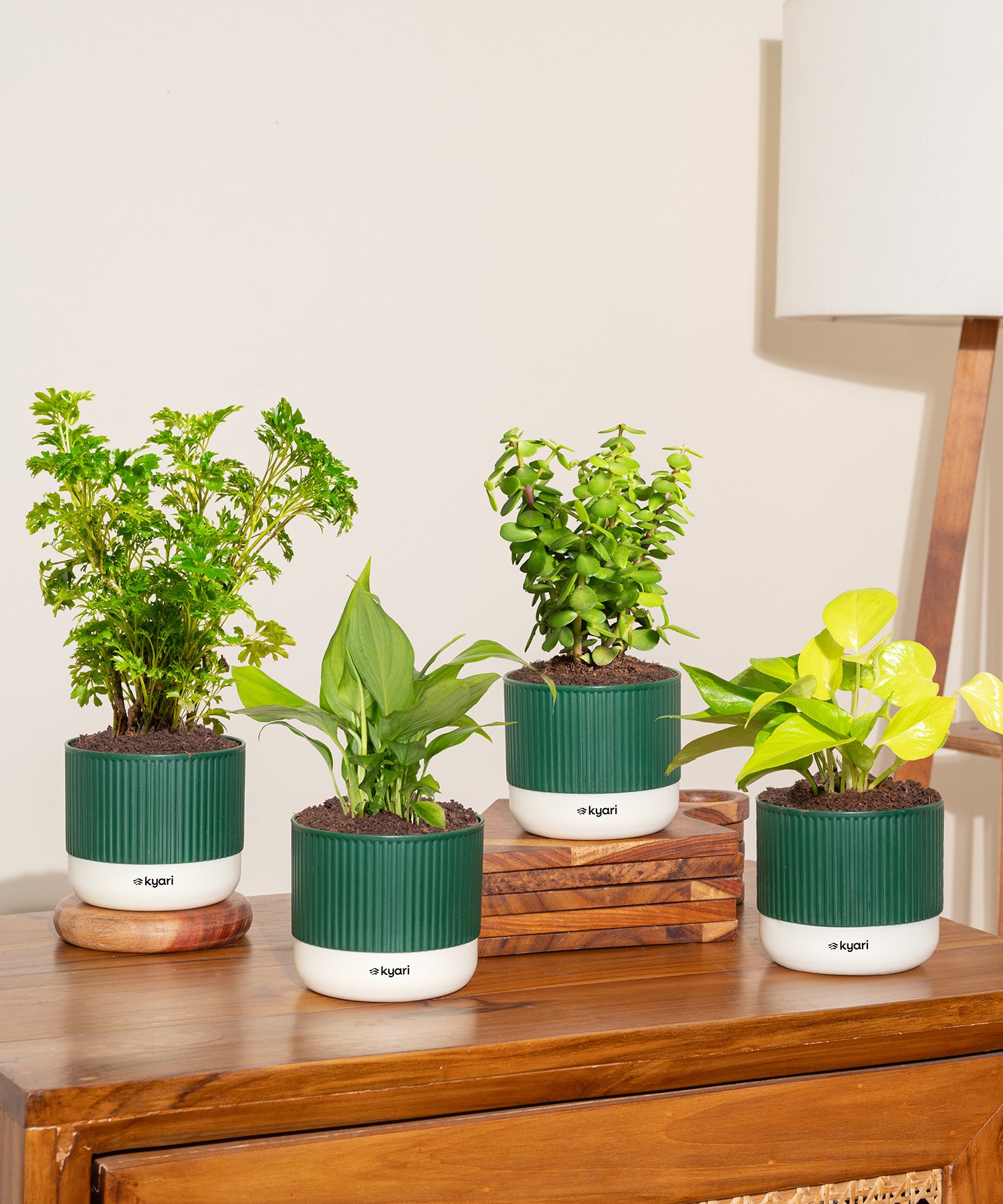 Set of 4 Mylo - Lucky Jade, Golden Money, Peace Lily, Aralia Green