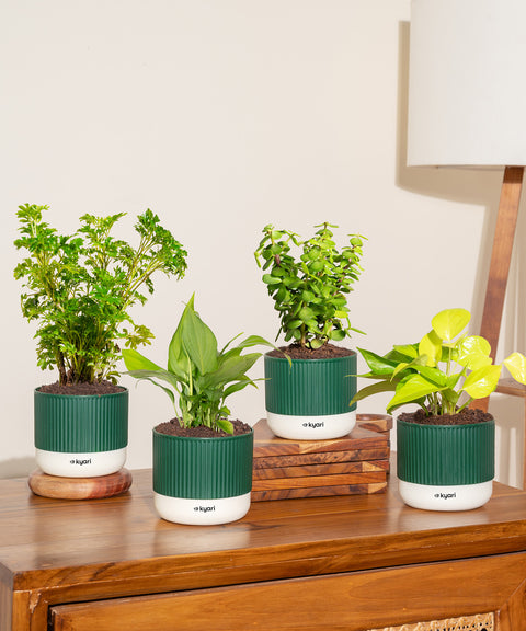 Set of 4 Mylo - Lucky Jade, Golden Money, Peace Lily, Aralia Green