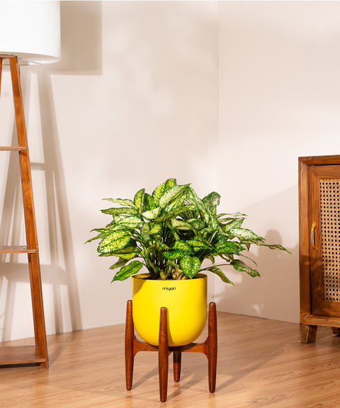 Aglaonema Snow White Plant With Self Watering Pot