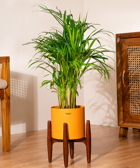 Areca Palm Plant With Self Watering Pot