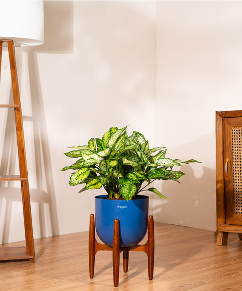 Aglaonema Snow White Plant With Self Watering Pot