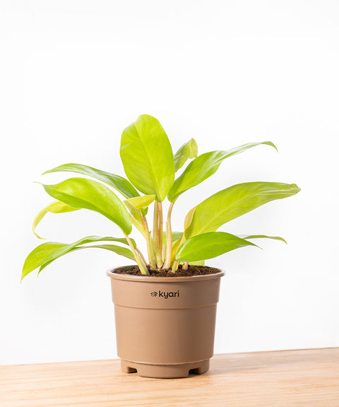 Philodendron Ceylon (Golden) Plant With Grow Pot - BYOB