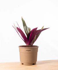 Oyster Plant With Grow Pot