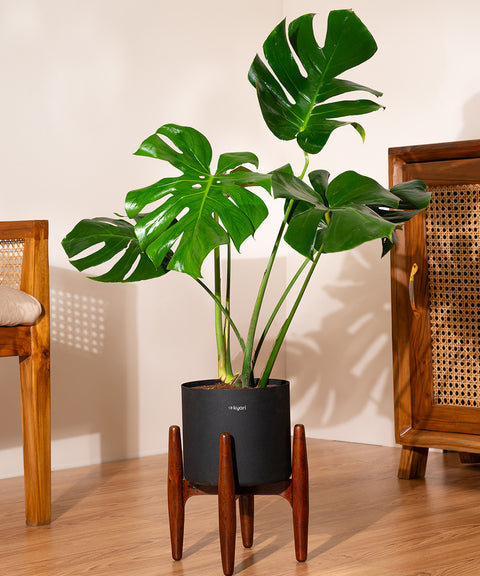 Monstera Deliciosa with Large Self Watering Pot