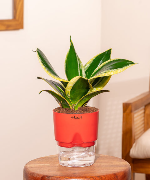 golden hahnii birdsnest snake plant Sansevieria Golden Hahnii Snake Plant | Bird's Nest Snake Plant