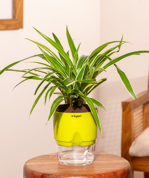 Spider Plant With Self Watering Pot