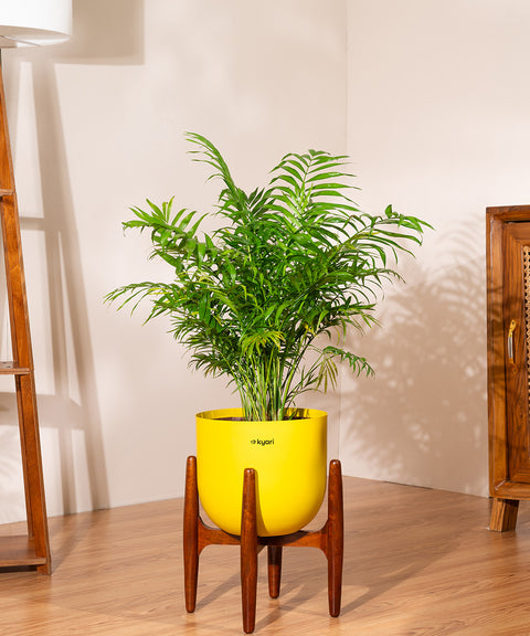 Areca Palm with Extra Large Self Watering Pot