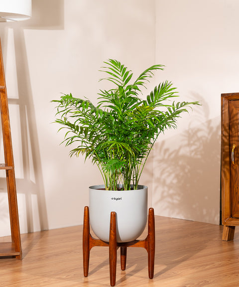 Areca Palm with Extra Large Self Watering Pot