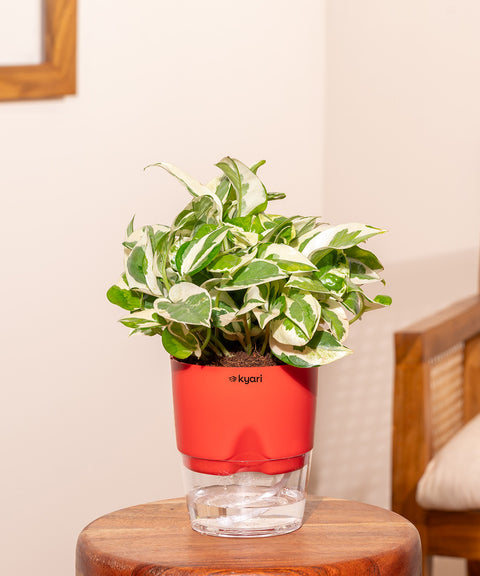 Money N'Joy Plant With Self Watering Pot