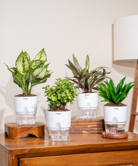 Set of 4 - Aglaonema Snow White, Dracaena Compacta, Rhoeo Tricolor & Lucky Jade Plants