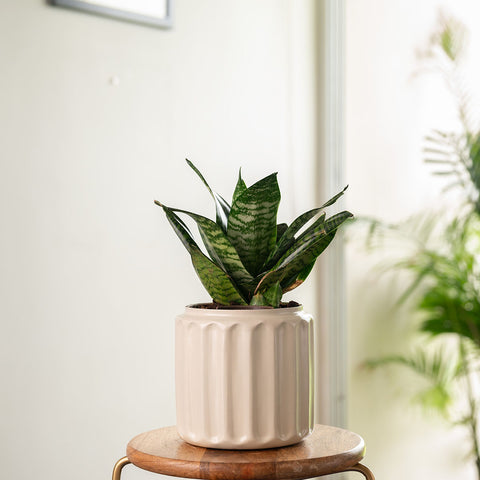 Green Snake Plant with Medium Metal Self Watering Pot